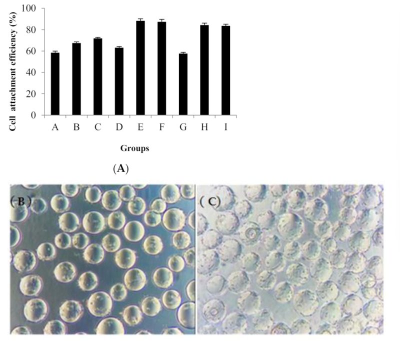 Large-Scale Microcarrier Culture for Animal Viral Vaccine Production ...