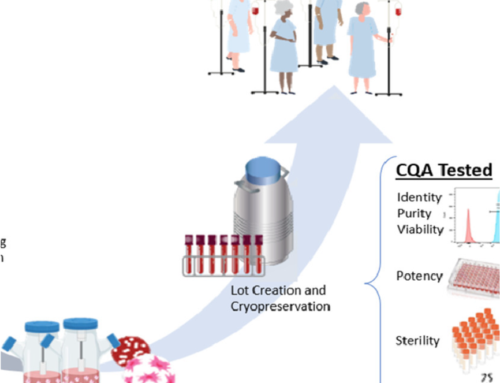 Innovative Process for Large-Scale Expansion of Wharton’s Jelly Mesenchymal Stem Cells