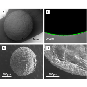 Microbead Structure