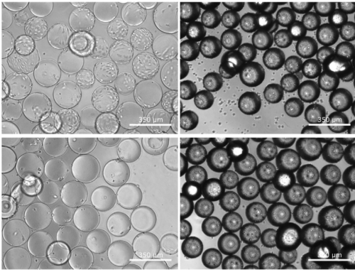 Why Customisable Microcarriers Are Essential for Scalable Cultured Meat Production