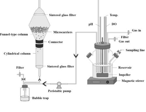 Improving Adherent Cell Culture with Microcarriers in a Funnel-Type Fluidized Bed Reactor