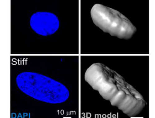 The Impact of ECM Stiffness on MSC Differentiation – Why Stiffness Matters in Your Cell Culture