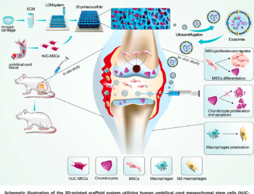 3D Scaffold-Derived Exosomes for Cartilage Repair