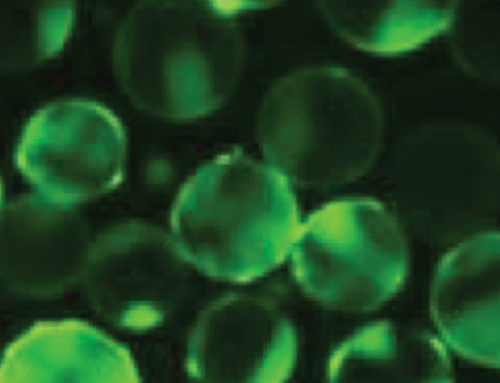 Expanding Stem Cells Efficiently: New Research Shows Why Microcarriers Matter