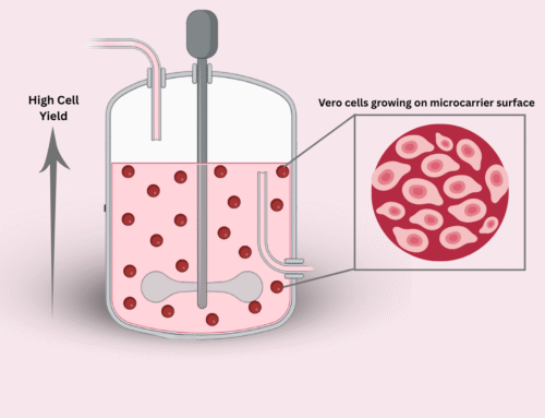 Scalable Dengue Vaccine Production Using Vero Cells and Microcarriers