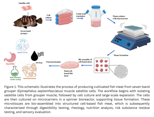 Cultivated Fish Meat and the Future of Microcarriers