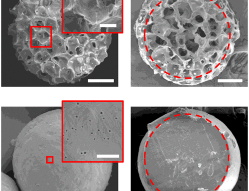 The Role of Microcarriers in Cartilage Regeneration: From Research to Application