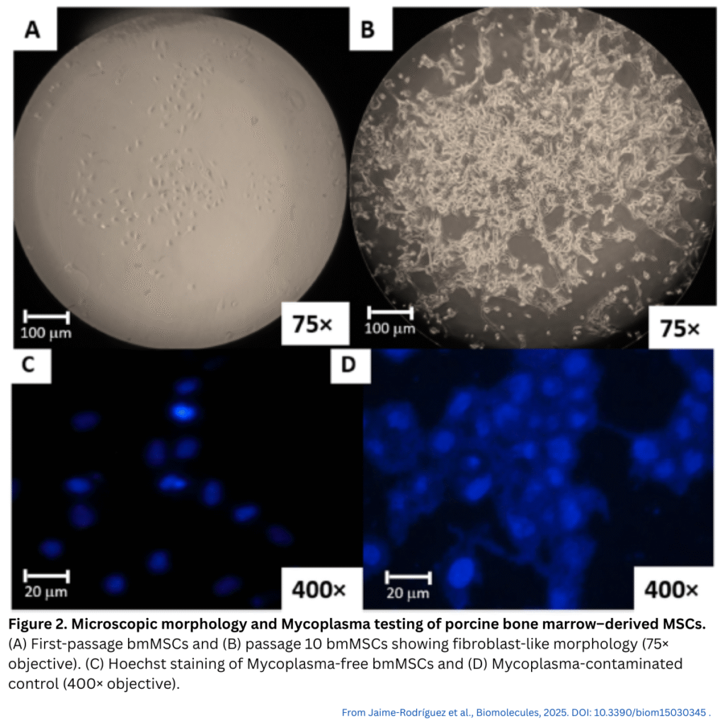 How Collagen Coatings Improve Microcarriers for Mesenchymal Stem Cell ...