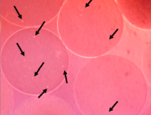 How Collagen Coatings Improve Microcarriers for Mesenchymal Stem Cell Expansion