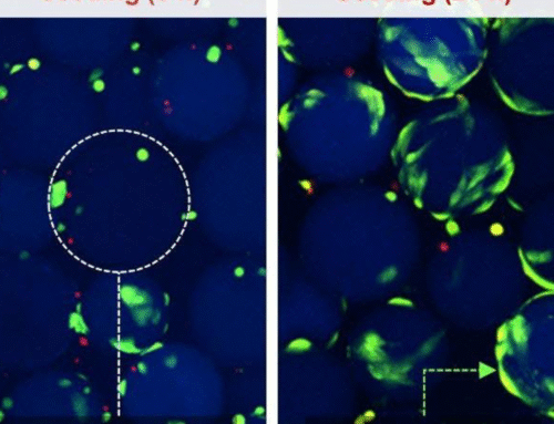 Microcarriers for Scalable MSC Exosome Production: What a Recent Study Found