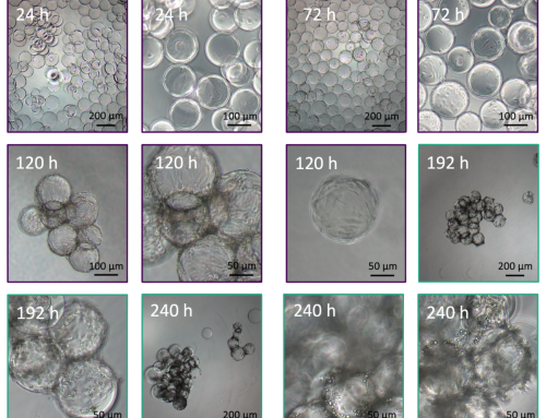 Microcarriers for Cultured Fat Production: Scaling Duck Fat in Bioreactors