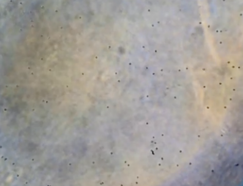 How to Expedite Microcarrier Dissolution While Maintaining Cell Quality