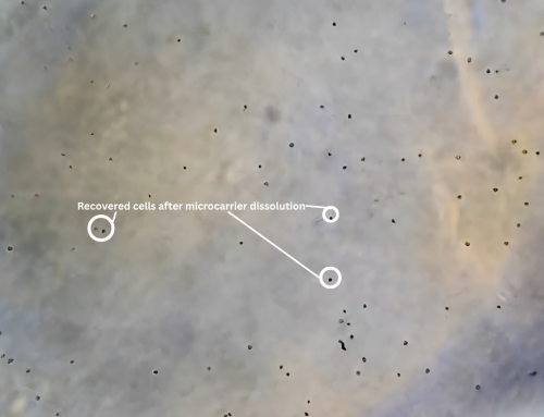 How to Expedite Microcarrier Dissolution While Maintaining Cell Quality
