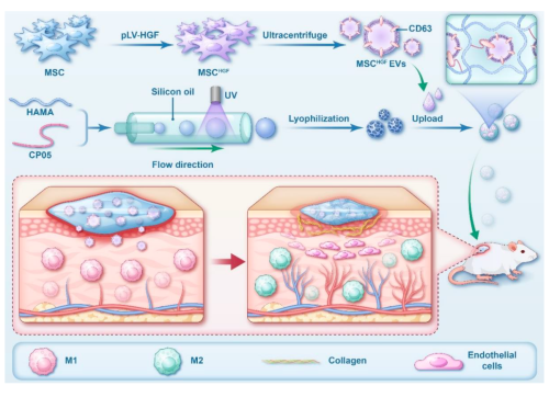 Peptide-Modified Hyaluronic Acid Microcarriers for Sustained Extracellular Vesicle Delivery