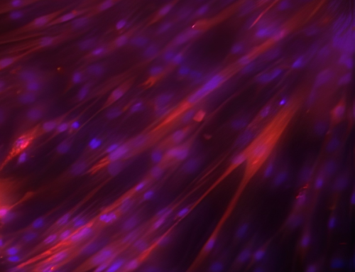 X1 Microcarrier – C2C12 Culture