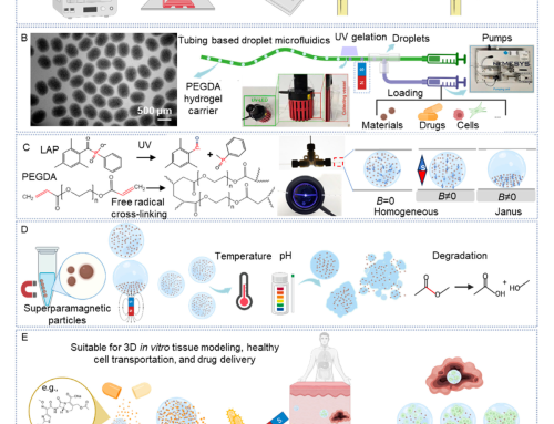 Magnetic and Degradable Microcarriers for Drug Delivery and 3D Cell Culture