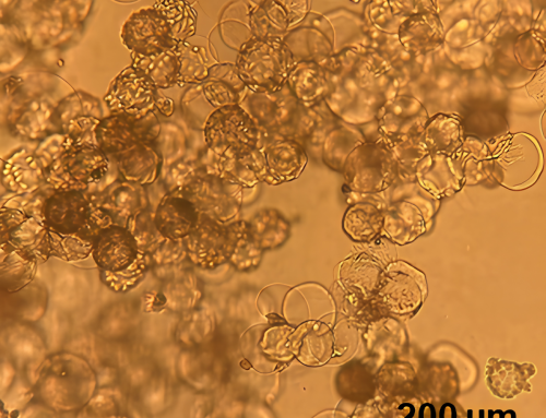 X1 Microcarrier – MARC-145 Culture for PRRSV Production
